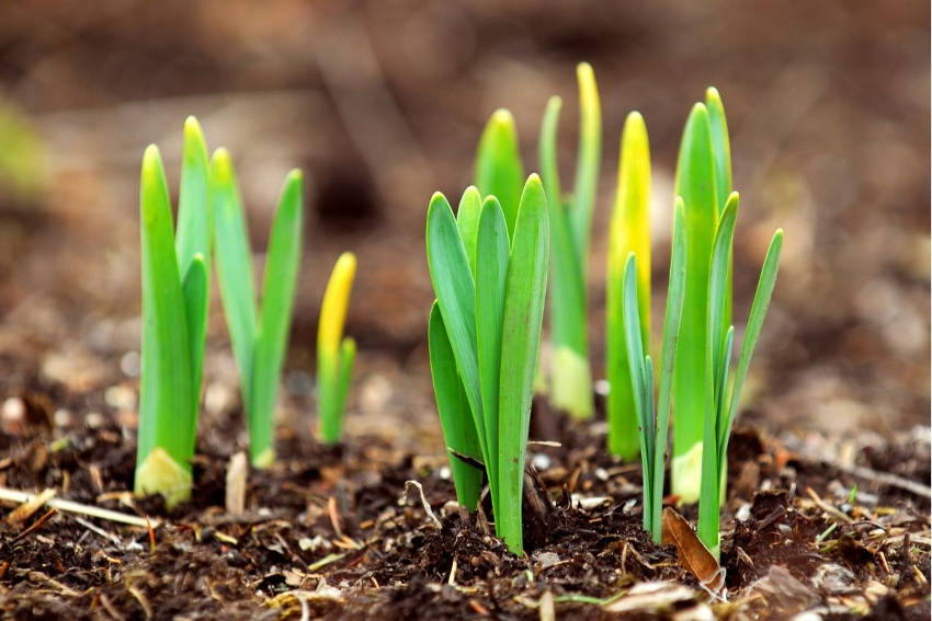 Daffodil emerging shoots from the soil
