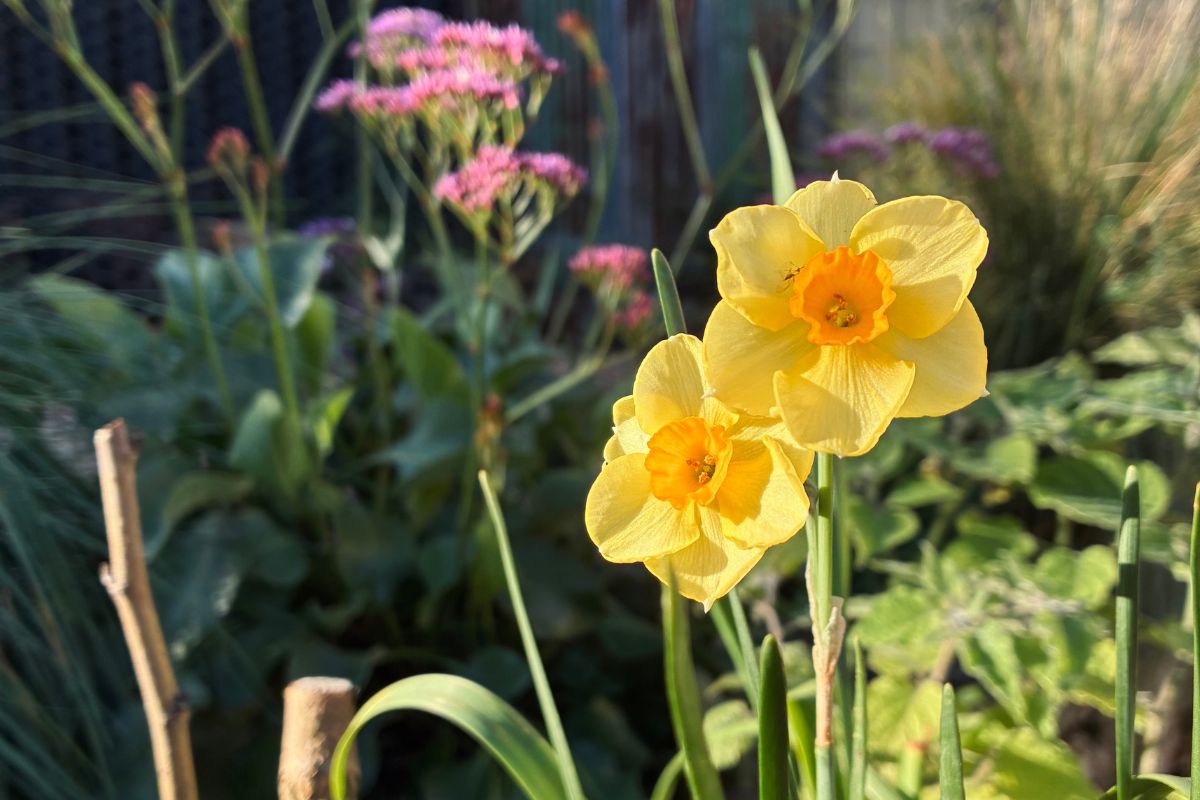 Daffodils