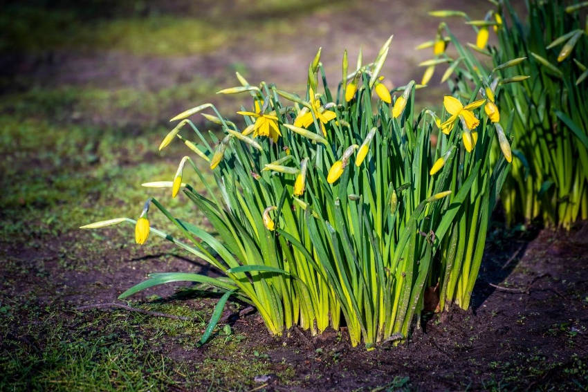 Daffodil flowers in the garden