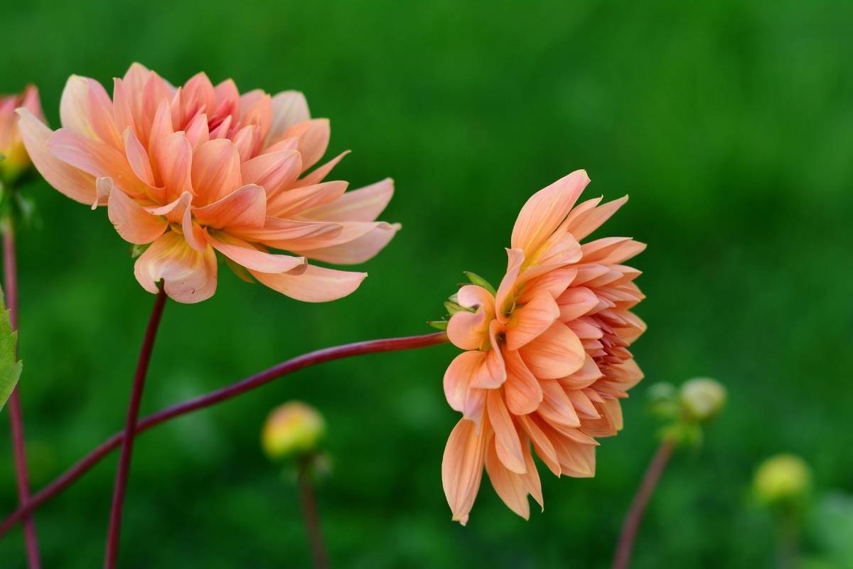 Dahlia flowers can be added to salads