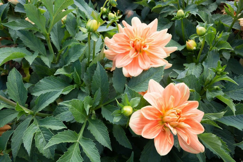 Dahlia foliage, buds and flowers