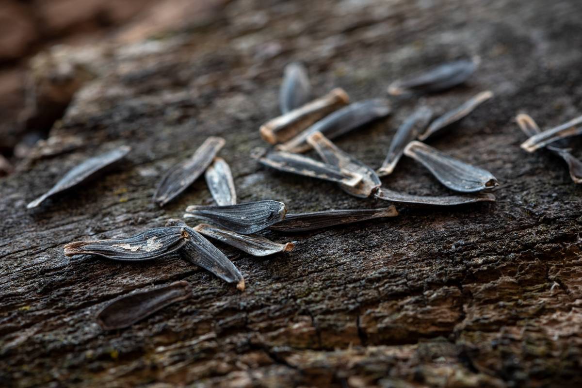 Dahlia seeds