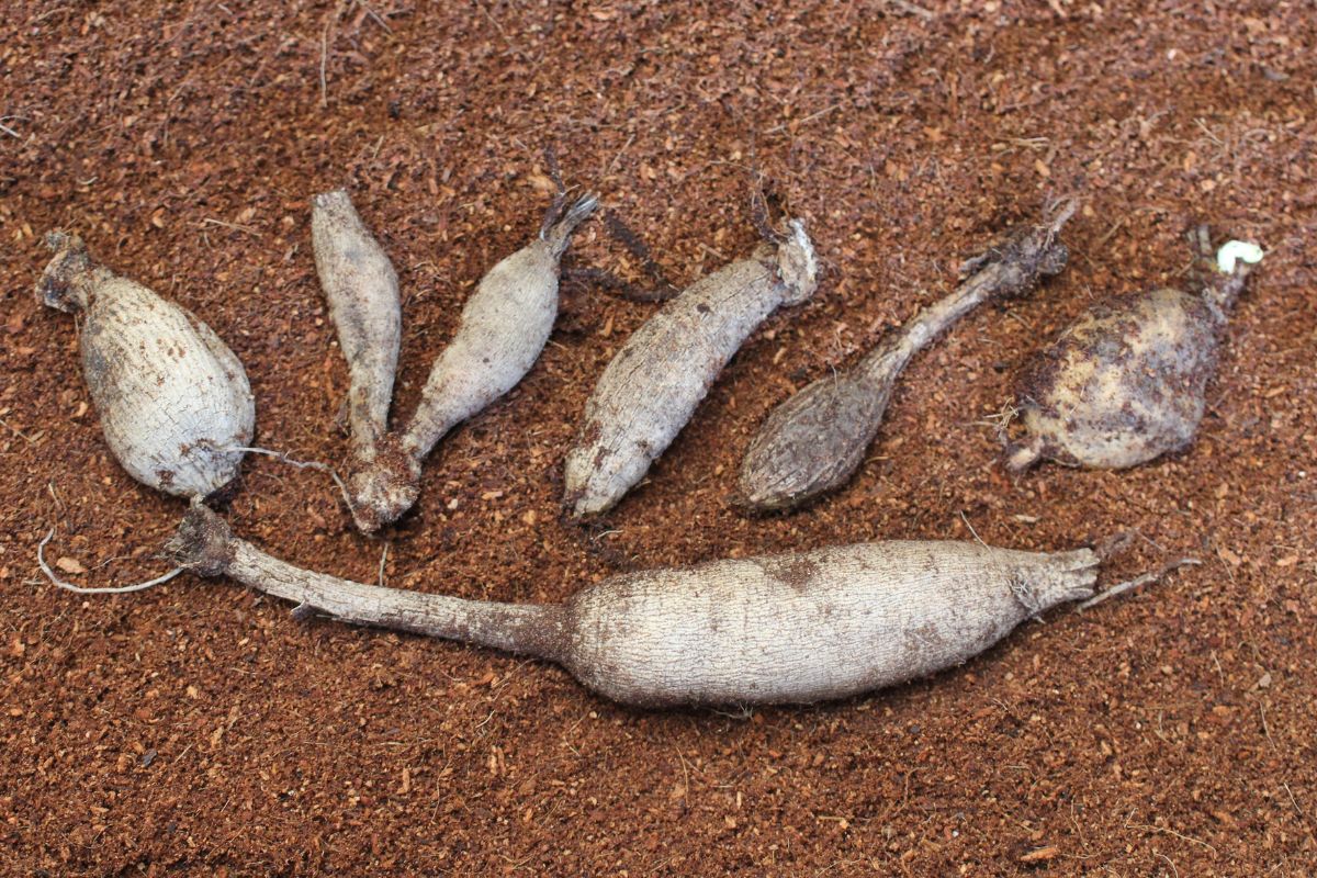 Dahlia tubers can be large or small, rounded or thin