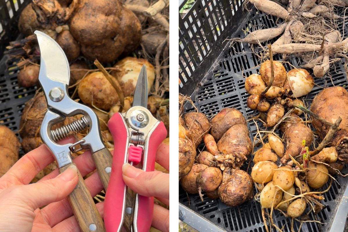 Tools for dividing dahlia tubers