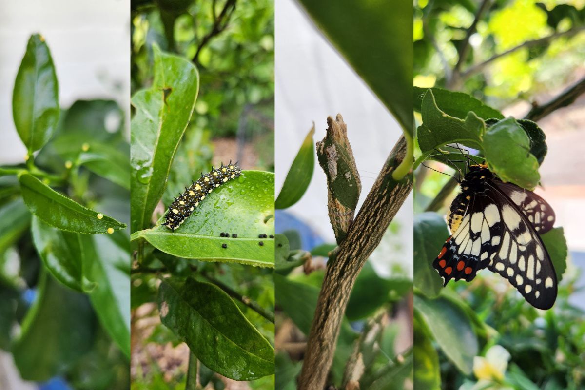 Dainty Swallowtail lifecycle