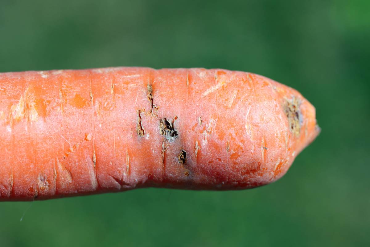 A photo of a carrot root showing damage from tunnelling carrot fly larvae