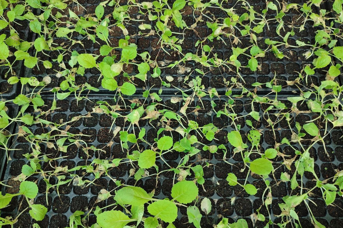 Damping off seedlings
