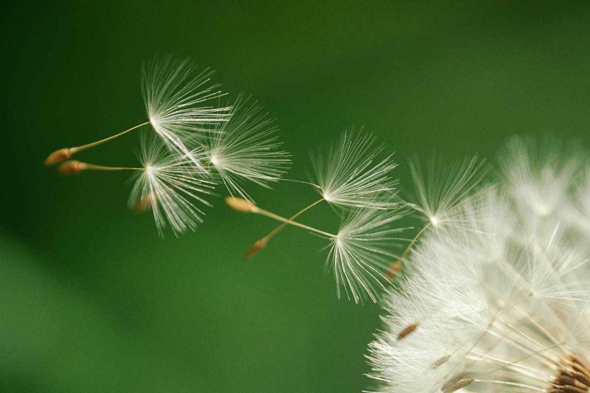 Dandelion seeds being carried by the wind