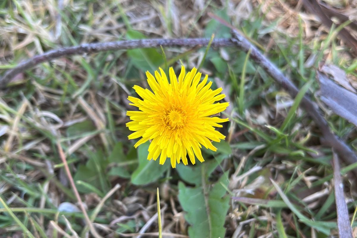 Dandelion weed in grass