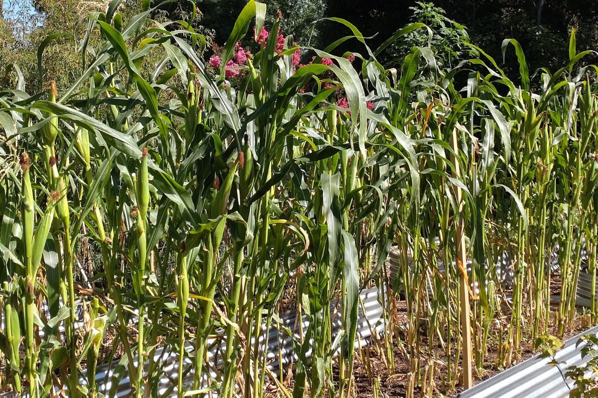 Defoliated corn in raised beds