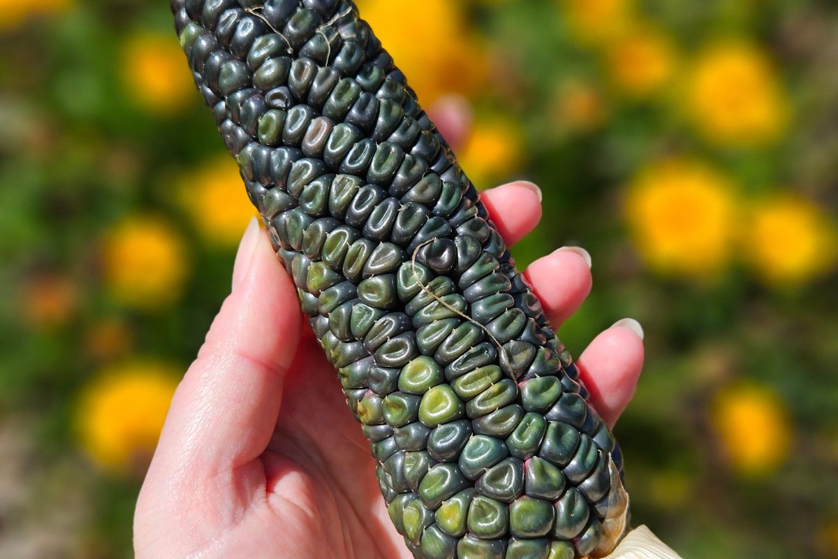 Dent corn blue green kernels