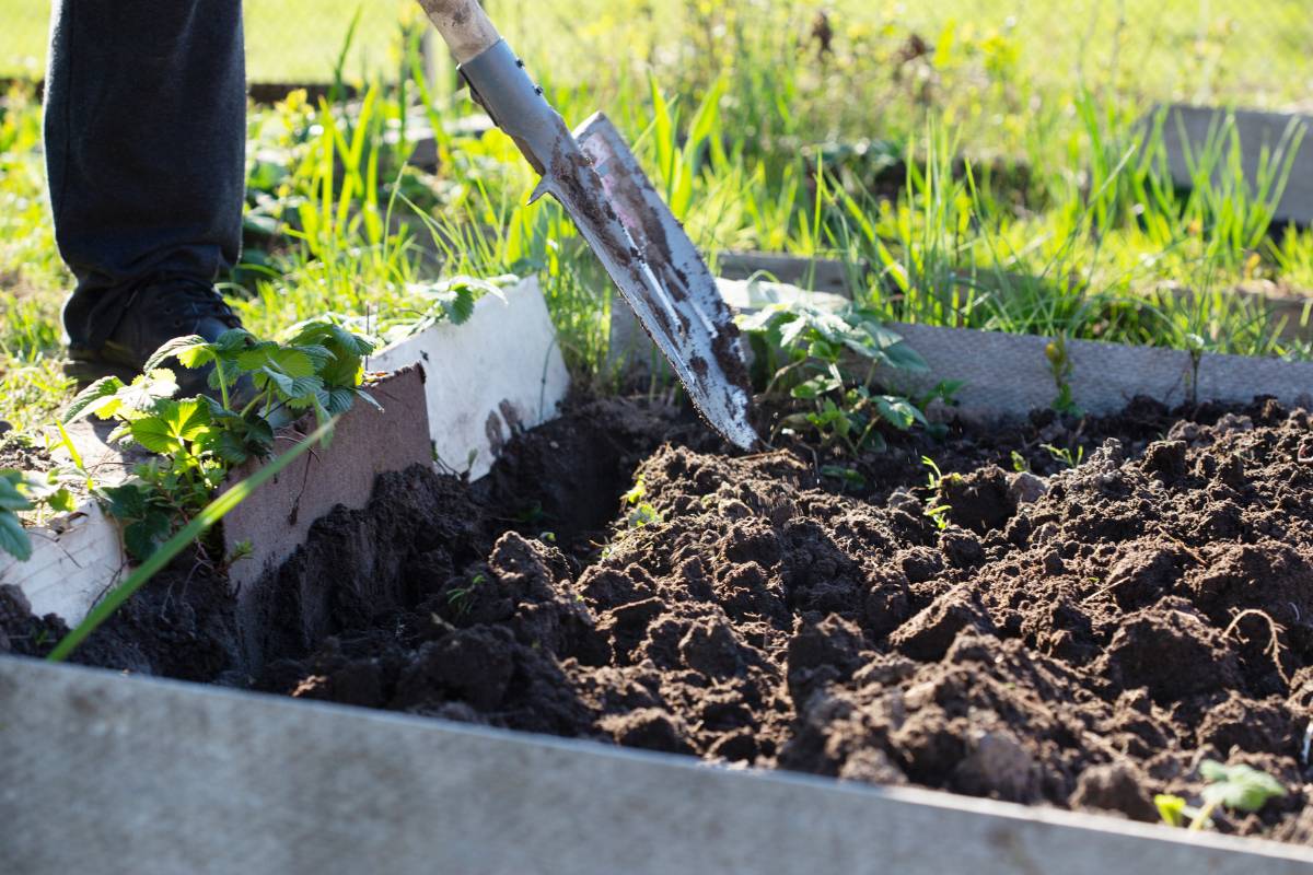 Digging over a raised bed using a garden fork