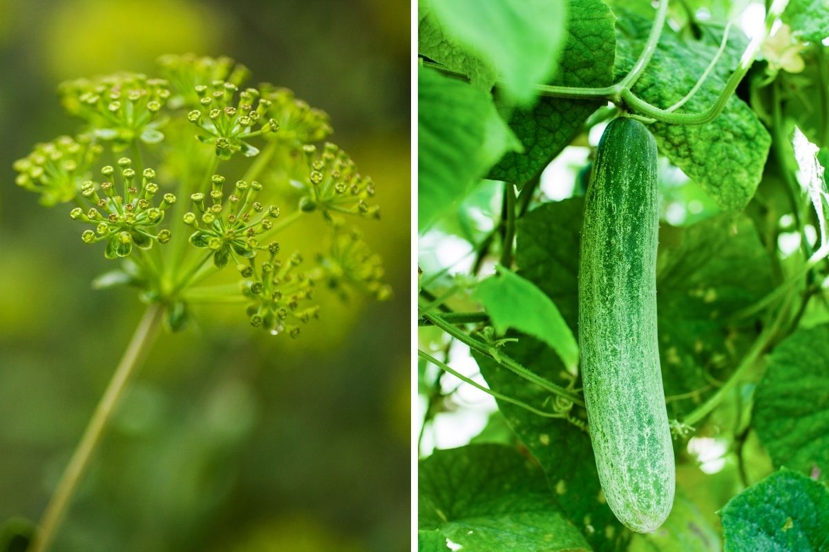 Dill can help deter pests from cucumber plants