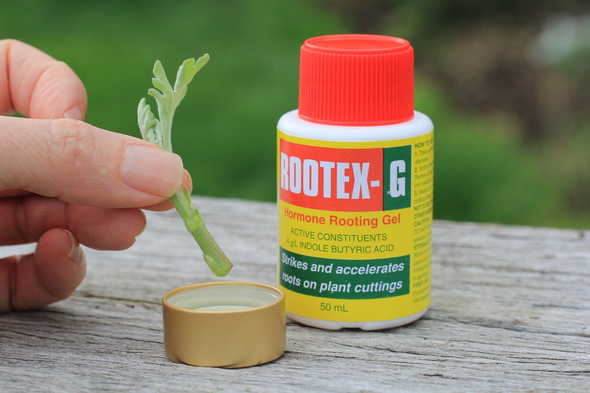 Dipping the end of the cutting in rooting hormone gel