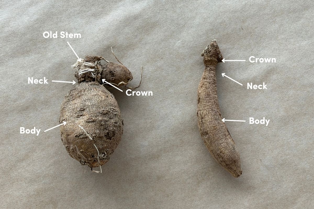 Dahlia tuber anatomy
