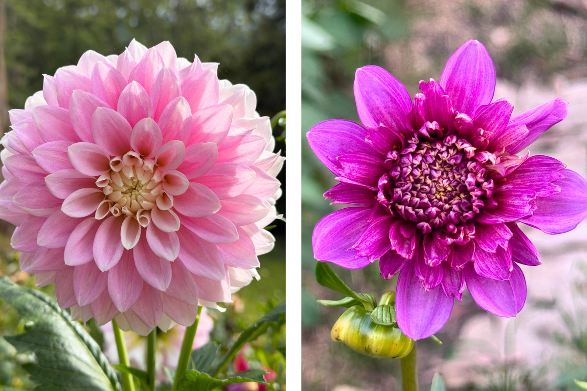 Dividing dahlia tubers