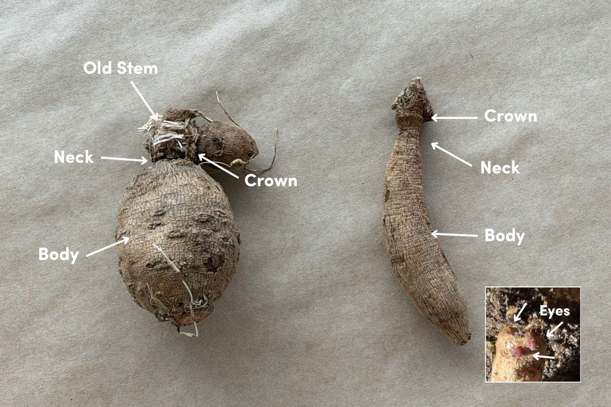 Anatomy of a dahlia tuber
