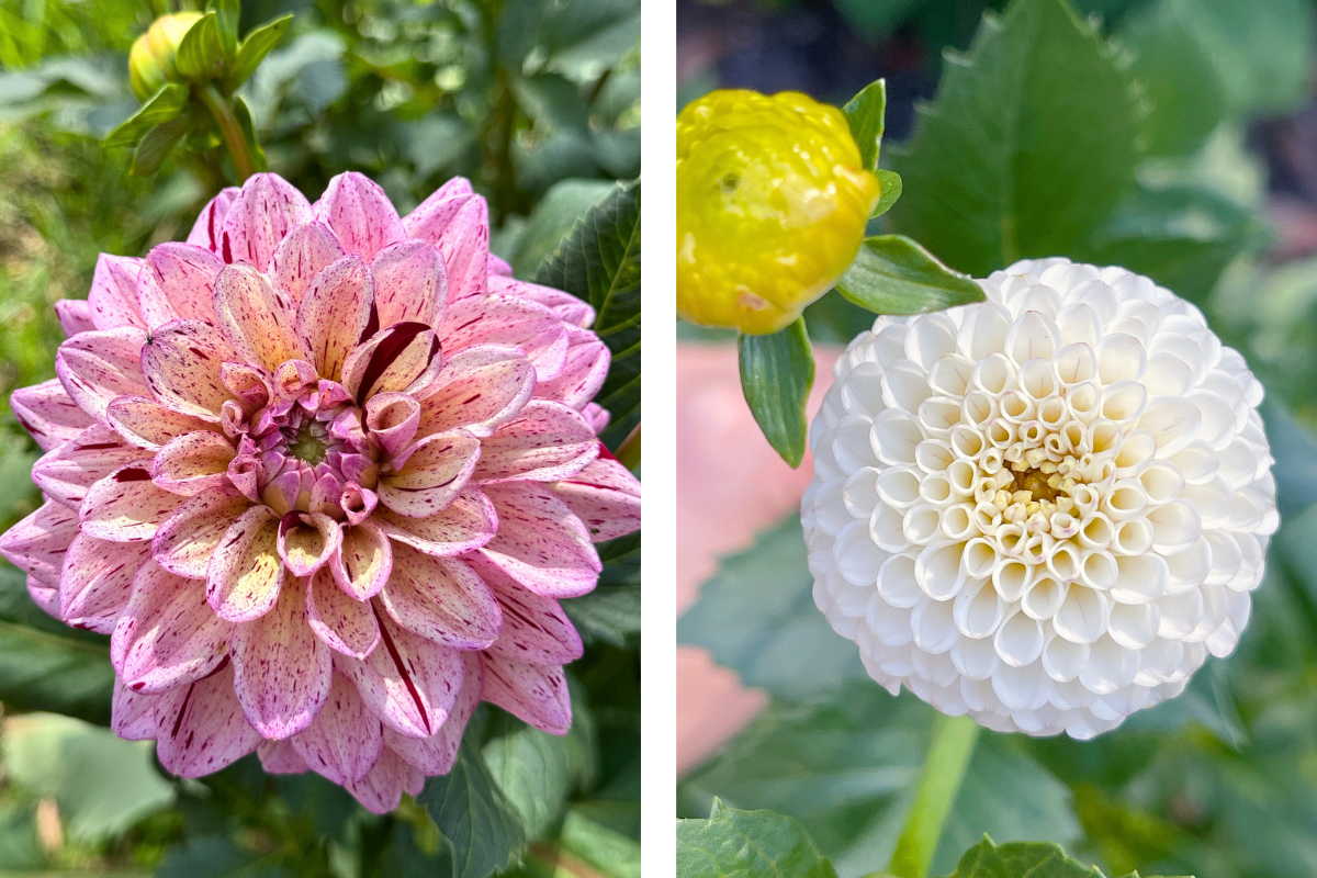 Dividing dahlia tubers