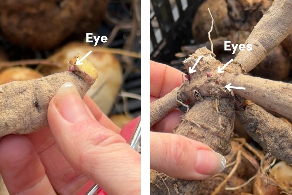 Dahlia tuber anatomy eyes