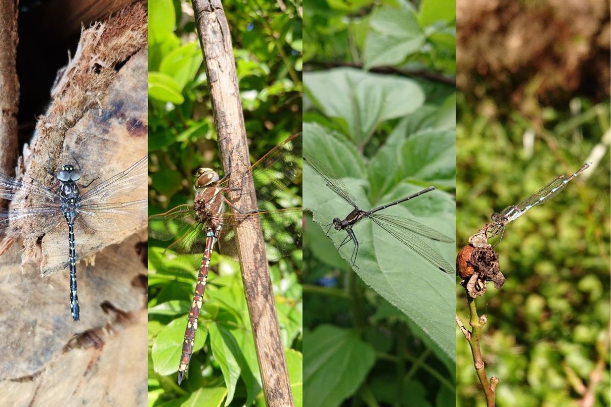 Dragonfly vs Damselfly
