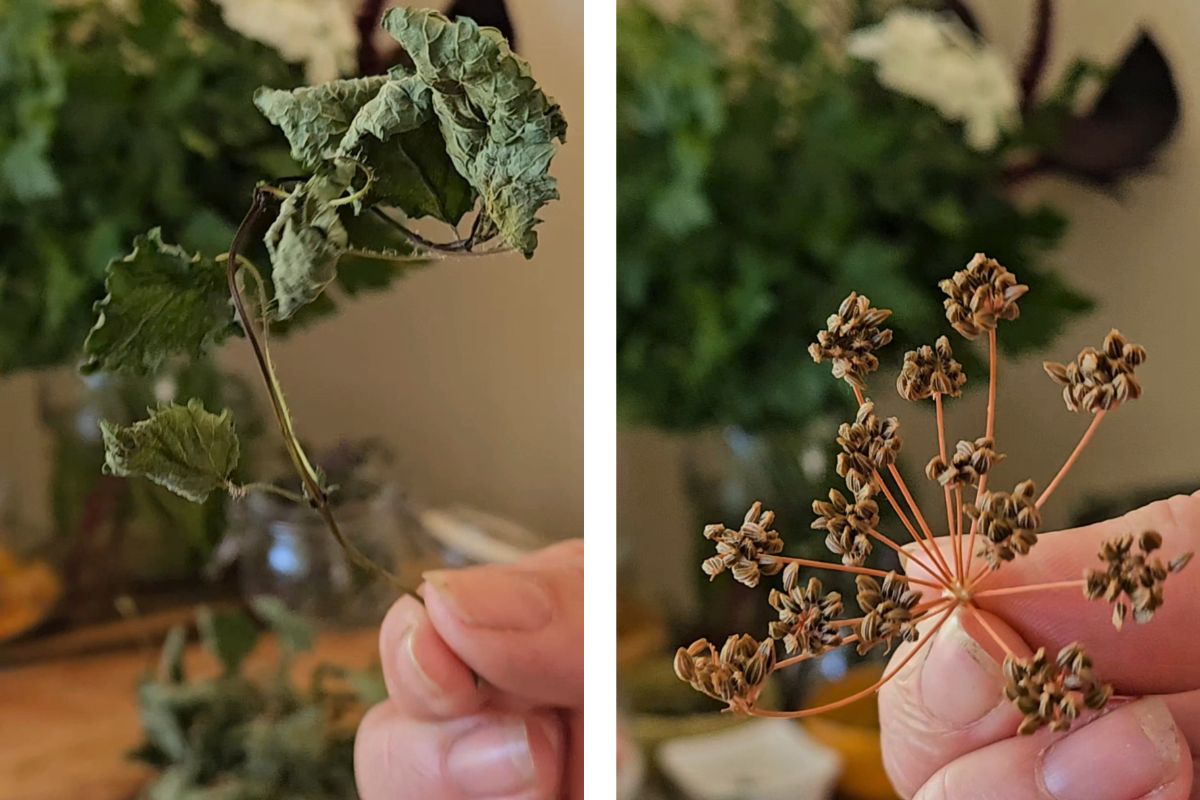 Dried herbs for herbal salt