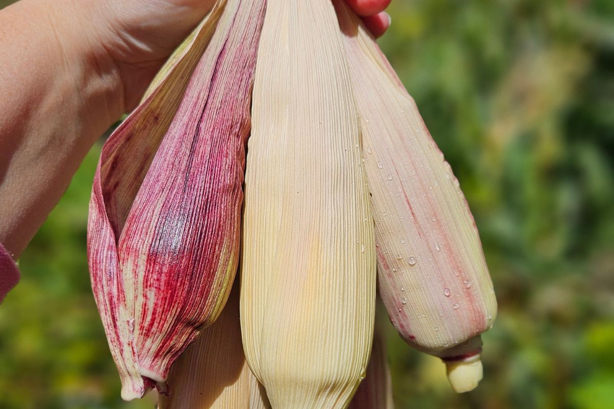 Dry corn husks
