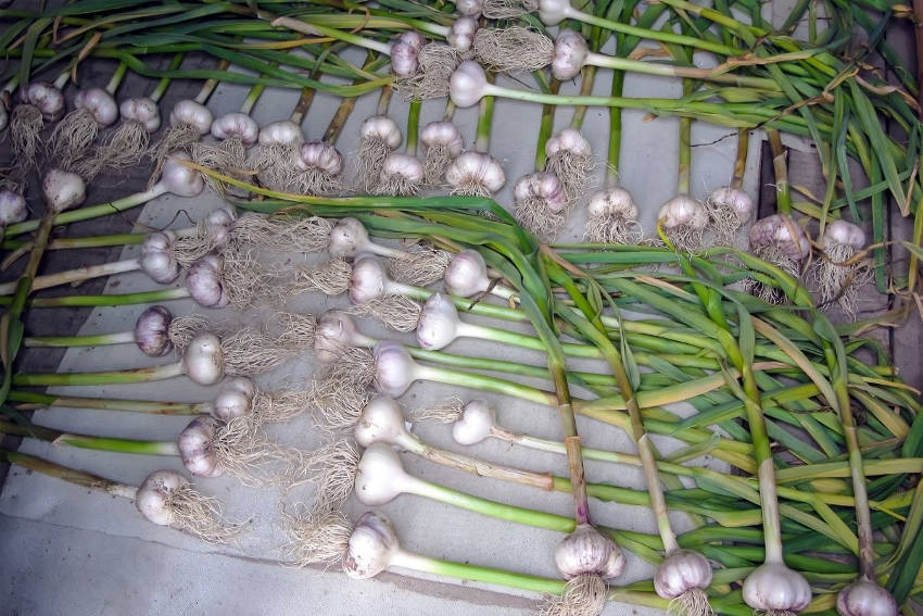 Drying Garlic Bulbs