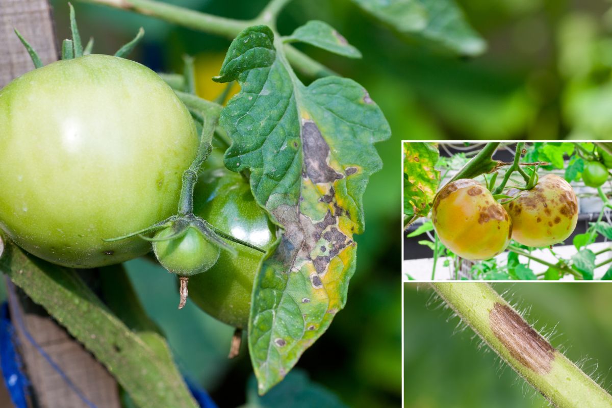 Tomato leaves, stems and fruit with symptoms of early blight