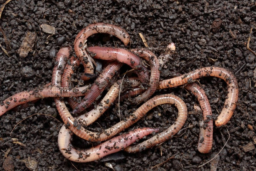 Earthworm showing segmented bodies