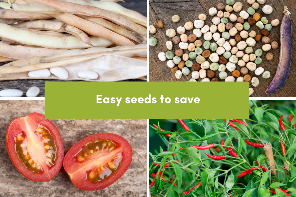 Easy seeds to save, bean, pea, tomato and chilli