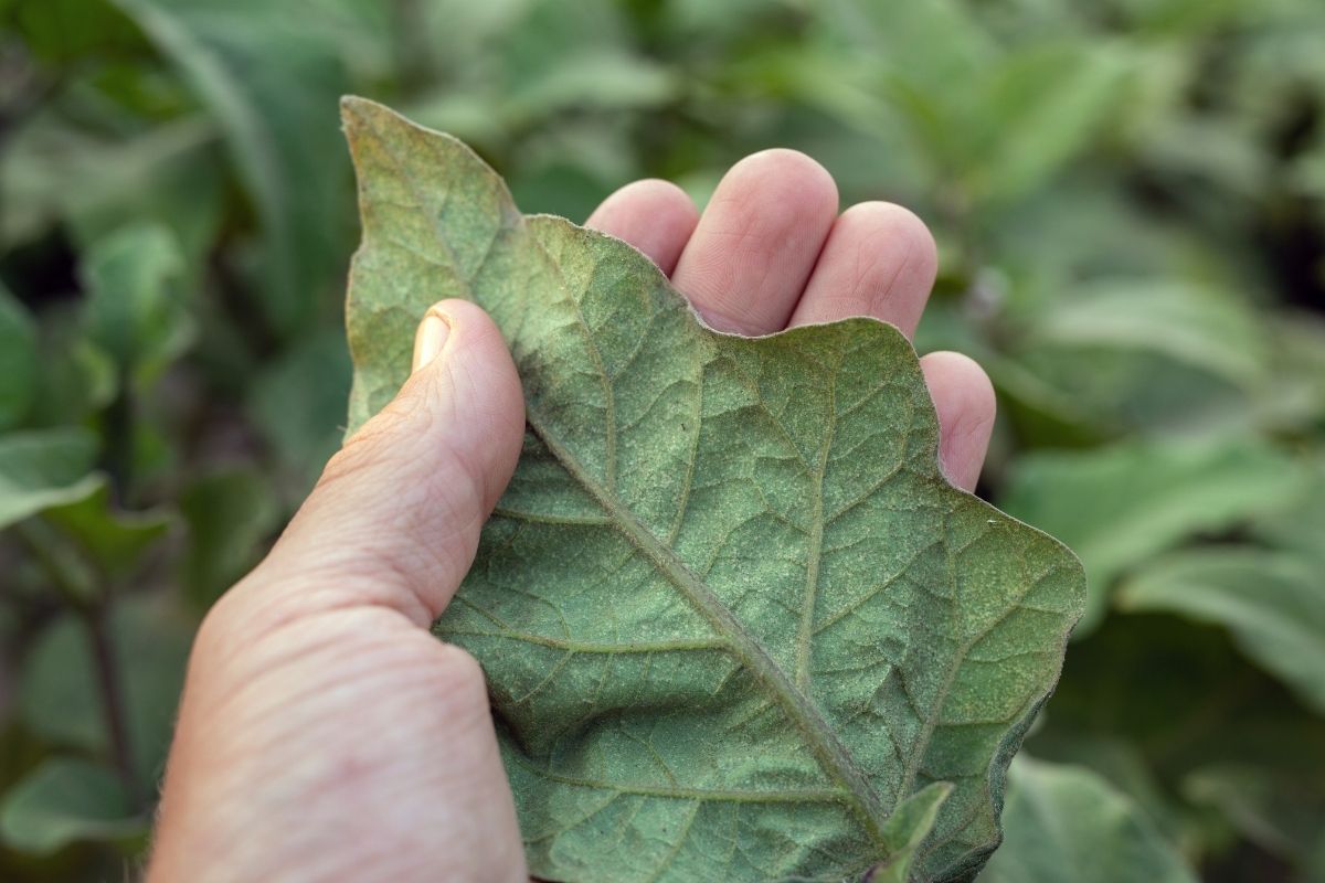 An eggplant leaf with spider mite damage