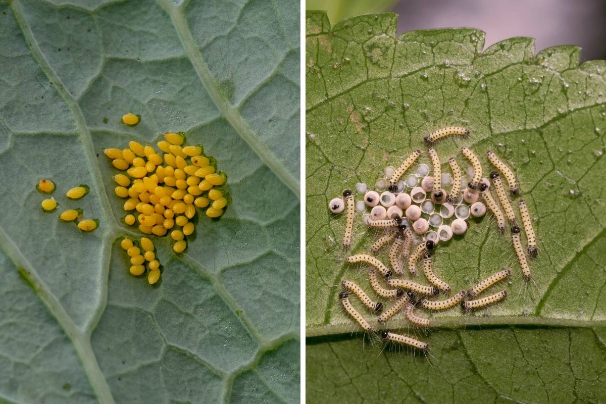 Eggs and newly hatched caterpillars