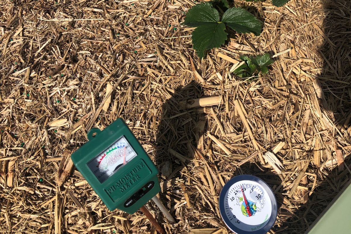 Soil moisture meter and thermometer in a mulched bed