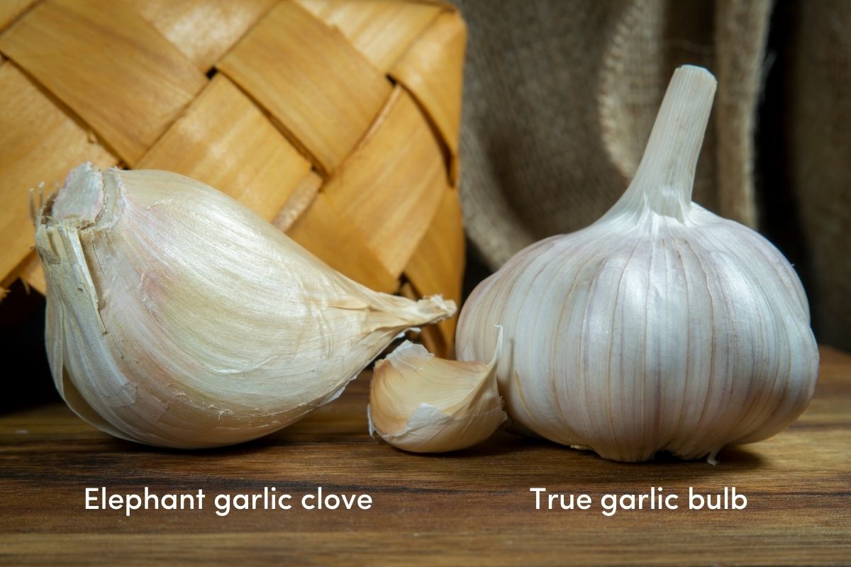 A large clove of Elephant garlic sitting next to a bulb of true garlic
