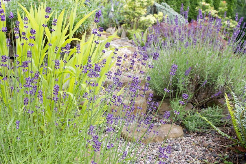 English lavender planted in drifts in a garden