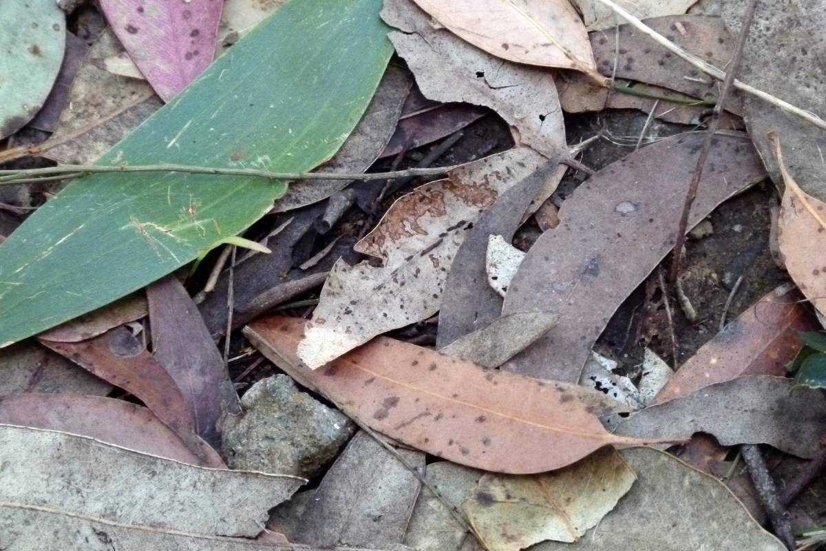 Eucalyptus leaves left in place