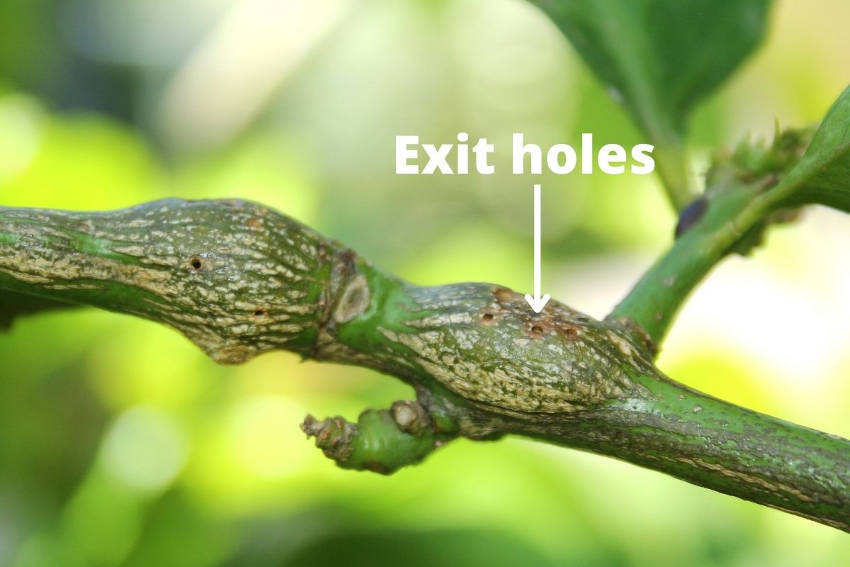 Exit holes on Gall