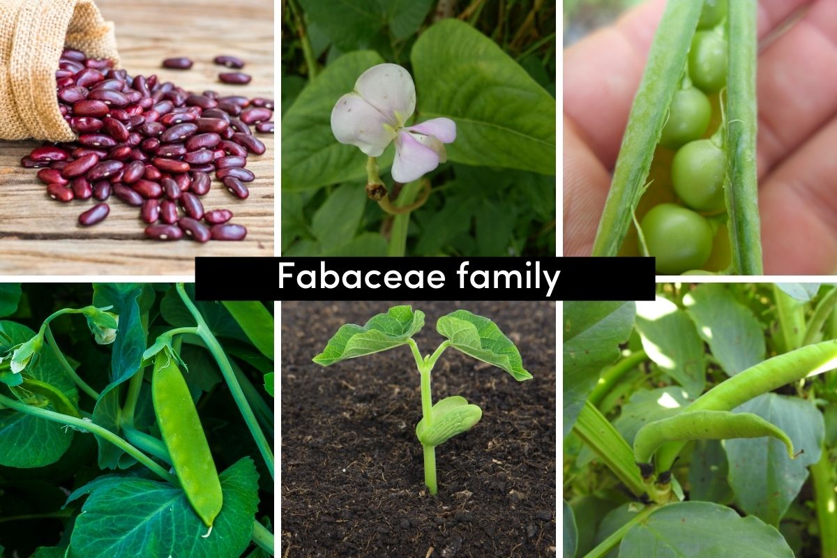 Seeds, flowers, seed pods and examples of the fabaceae family