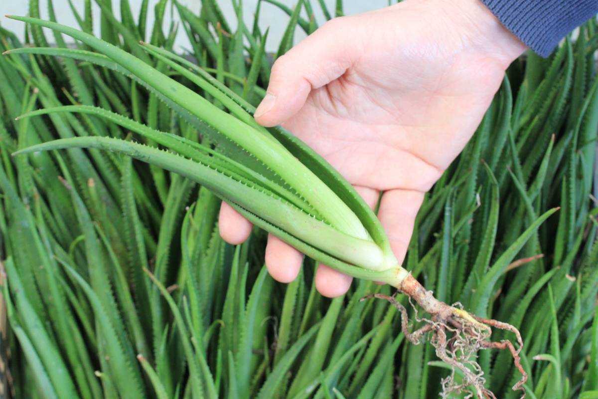 A photo of a bare-rooted 'Fairy Pink' aloe plant