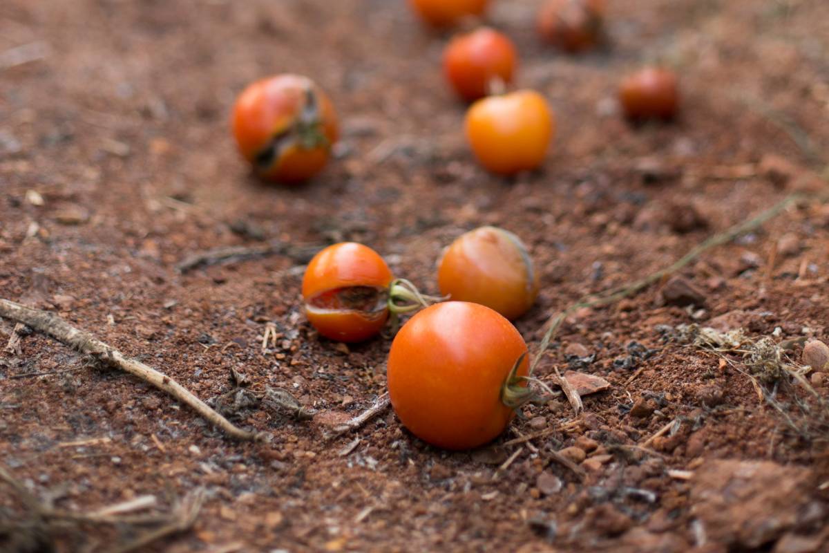 Fallen tomatoes left to rot on the ground