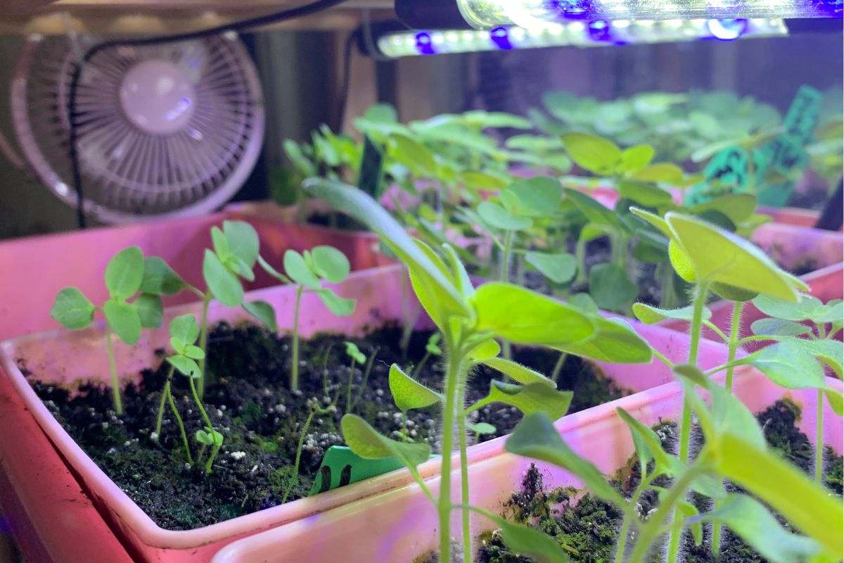 Fan strengthening seedlings