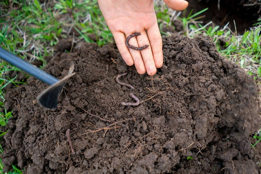 Worms in the garden