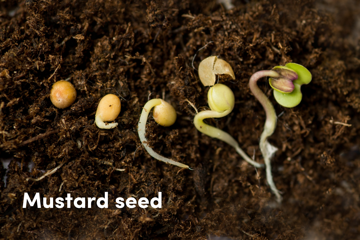 Mustard seeds in various stages of germination