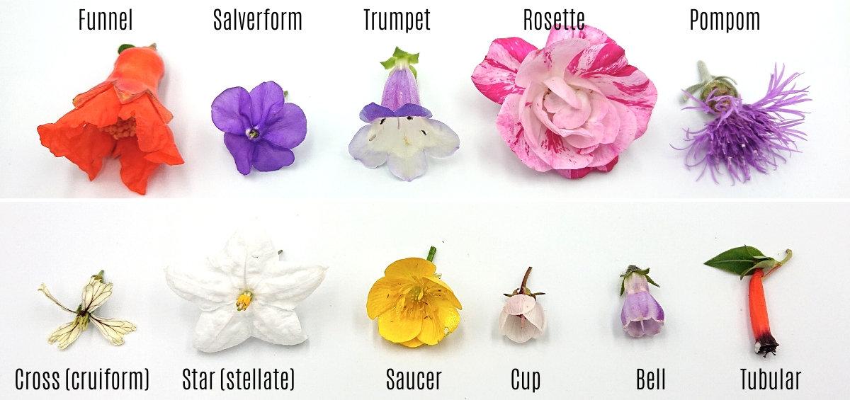  Illustration of different flower shapes