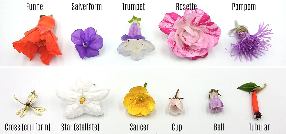 types of flowers