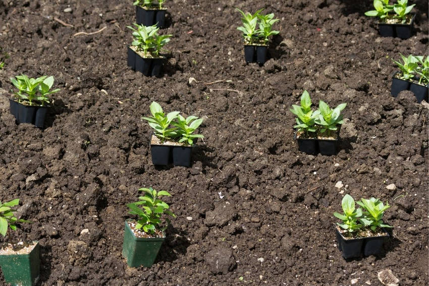 Flower seedling ready to plant out