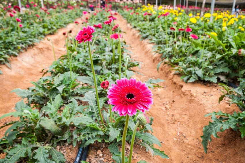 Flowers growing in a cutting bed