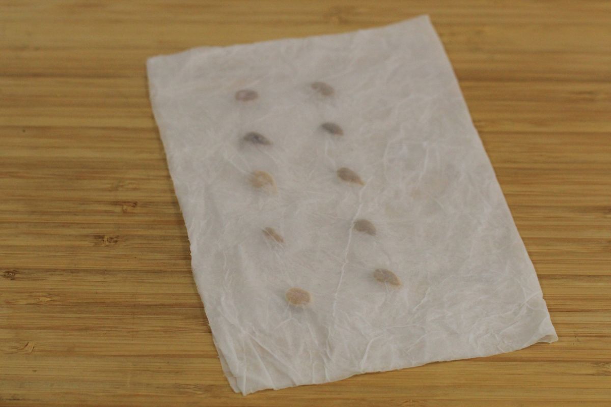 fold the paper towel over the seeds
