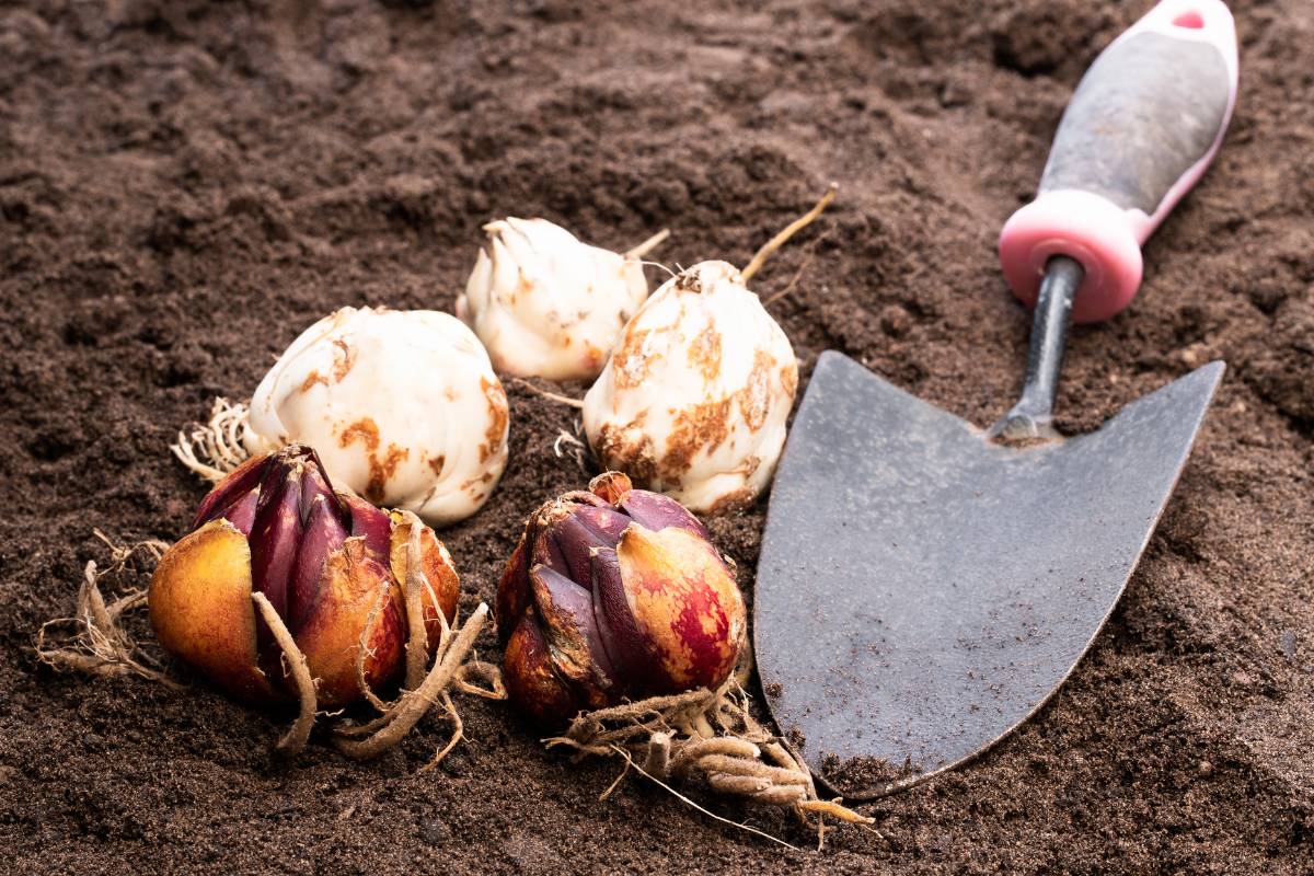 Four lily bulbs sitting on bare soil next to a garden trowel