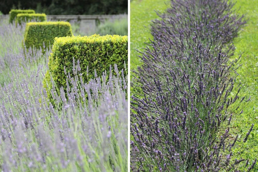 French (left) and English (right) lavender used in a formal garden